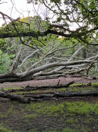 IMG_6869