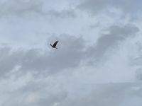 IMG_6398